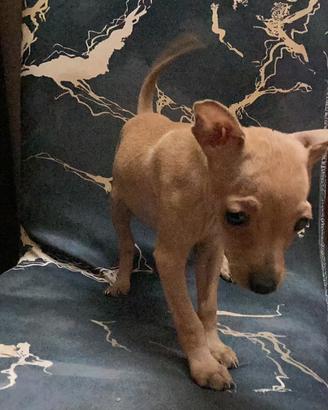 Ultima femmina pinscher toy