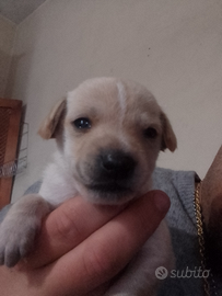 Pincher non originale simile crescita piccola