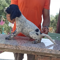 Setter
