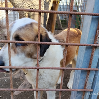 Pastore Asia centrale