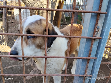 Pastore Asia centrale