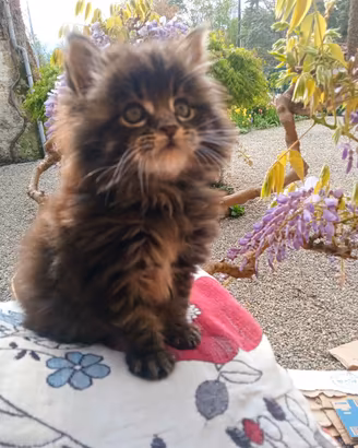 Gattini Maine Coon con pedegree libero