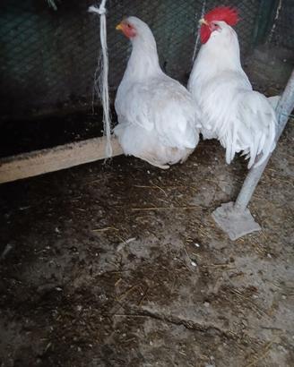 Gallo bianco