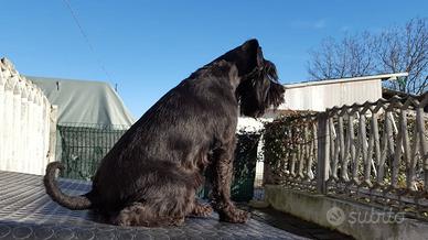 Cuccioli Maschi Schnauzer Nano nero