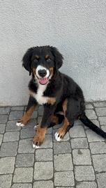 Cucciolo di bovaro del bernese femmina