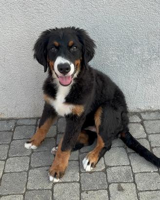 Cucciolo di bovaro del bernese femmina