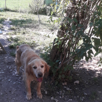 Golden reteiver per monta