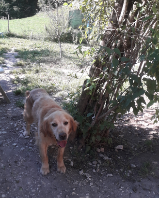 Golden reteiver per monta