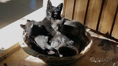 GATTINI simil Bombay