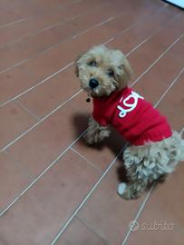 Goldendoodle mini barboncino