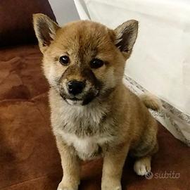 Cuccioli Shiba Inu straordinari