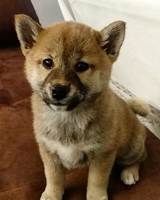 Cuccioli Shiba Inu straordinari