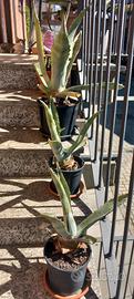 piante agave