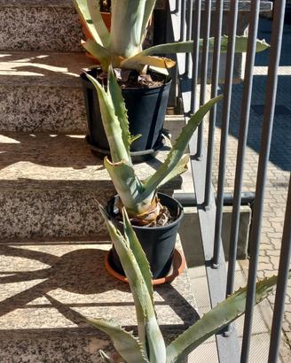 piante agave