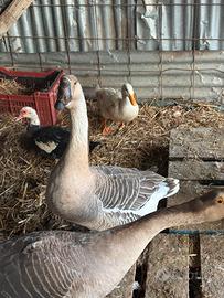 Coppia oche cignoidi nocciola