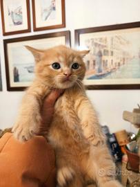 Gattini misto persiano