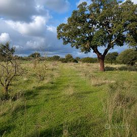 Terreno agricolo