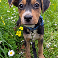 Cuccioli incantevoli