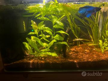 acquario completo