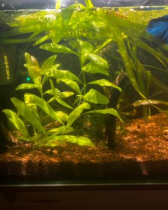 acquario completo