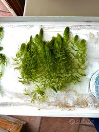 Ceratophyllum acquario