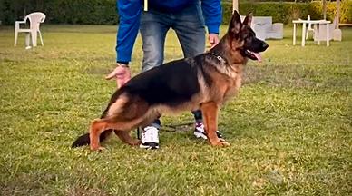 Cucciola pastore tedesco 8 mesi