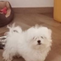 Maltese coreano