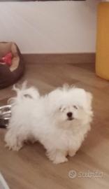 Maltese coreano