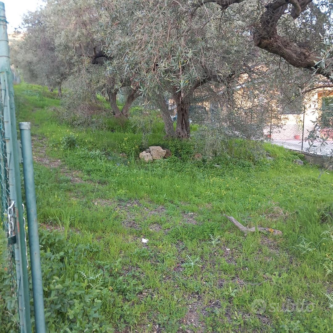 Terreno uliveto - Vista 2