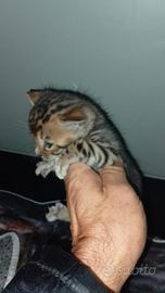 Cuccioli del Bengala