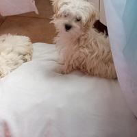 Maltipoo, barboncino, maltese