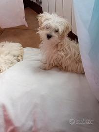 Maltipoo, barboncino, maltese