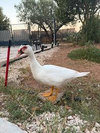 Anatra muta maschio