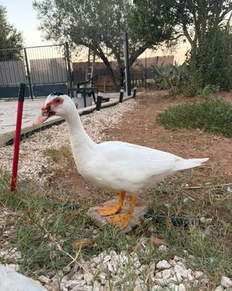 Anatra muta maschio