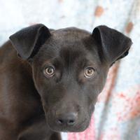 Ginevra mi amstaff in adozione