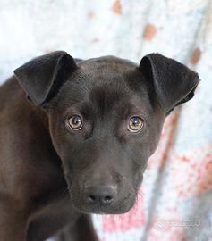 Ginevra mi amstaff in adozione