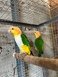 Coppia caicco testa gialla