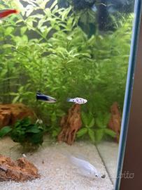 Avvannotti pesci Molly