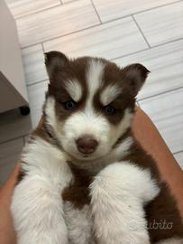 Husky