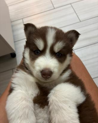 Husky