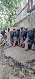 Pastore Belga Malinois consegna in tutta Italia