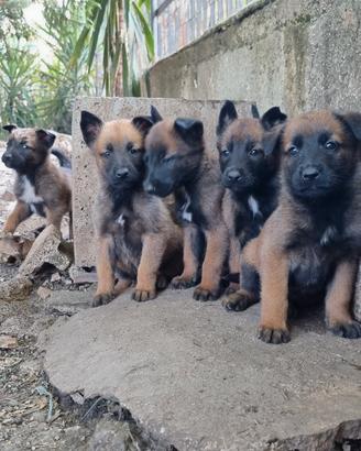 Pastore Belga Malinois consegna in tutta Italia