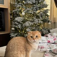 Gatti Scottish Straight o British