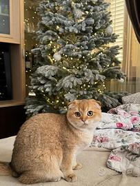 Gatti Scottish Straight o British