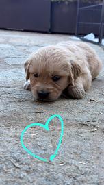 Ultimi Cuccioli di golden retriever