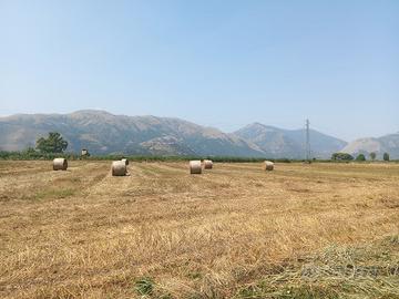 rotoli di paglia di grano 