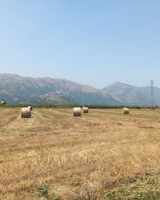 rotoli di paglia di grano 