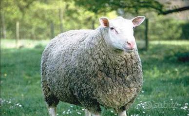 Ariete Berrichon du Cher