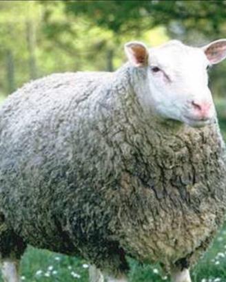 Ariete Berrichon du Cher