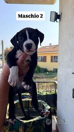 American Staffordshire Terrier